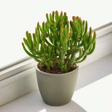 Crassula (Cây ngọc thúy)