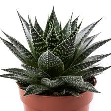 Gasteria