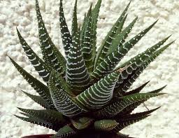 Haworthia