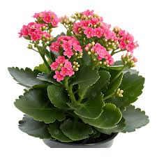 Kalanchoe